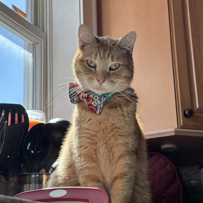 Check In's For Your Cat photo 2