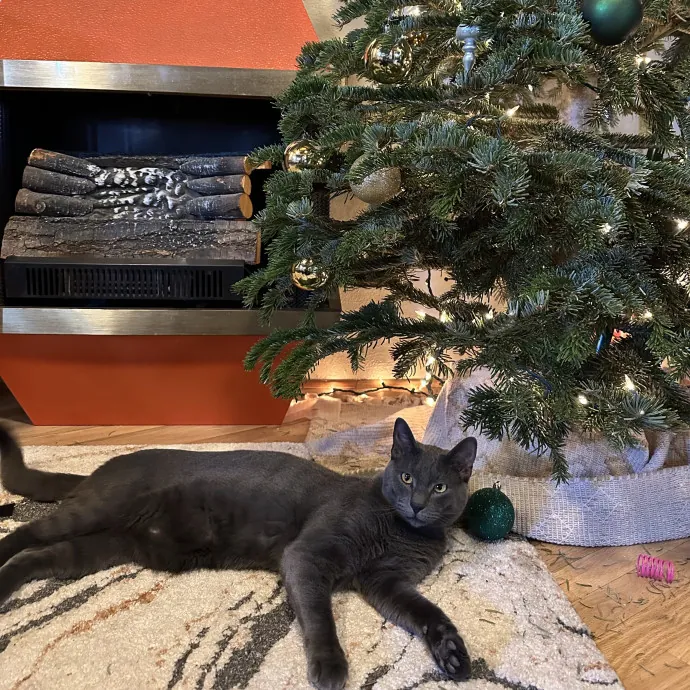 Whisker Wonderland photo 4