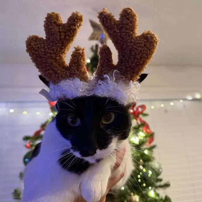 Whisker Wonderland photo 3