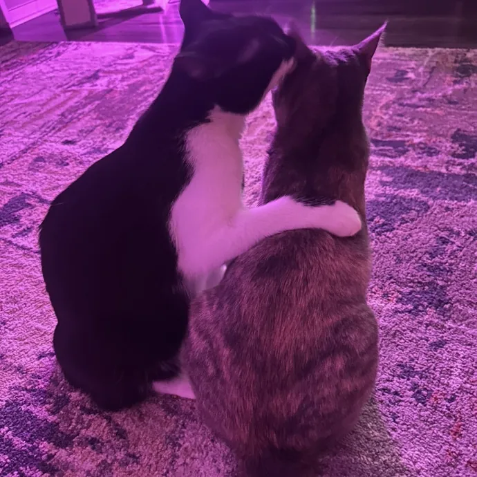 Whisker Wonderland photo 2