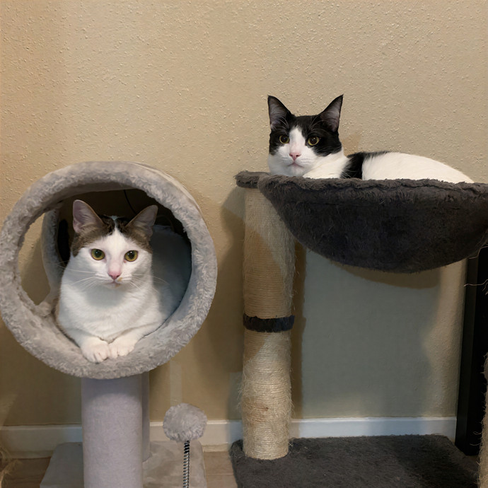 Quindi's Purrfect Cat Service Houston
