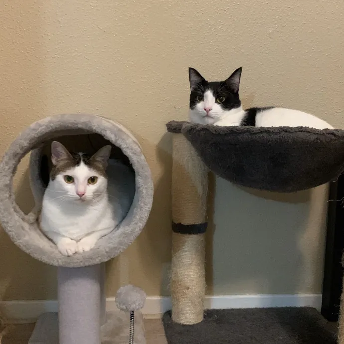 Quindi's Purrfect Cat Service Houston