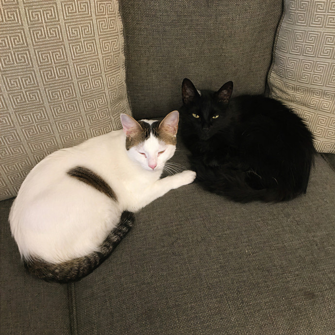 Quindi's Purrfect Cat Service Houston