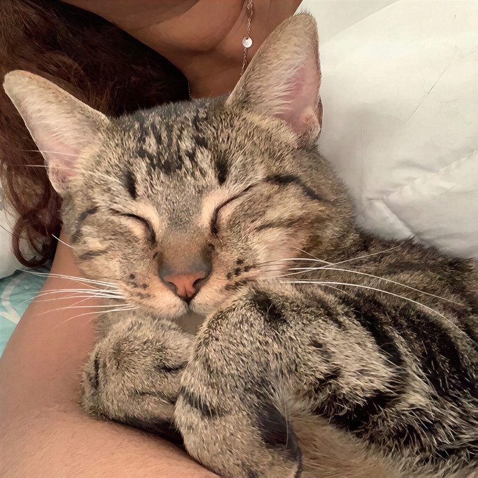 Quindi's Purrfect Cat Service Houston