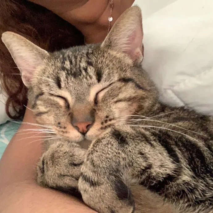 Quindi's Purrfect Cat Service Houston
