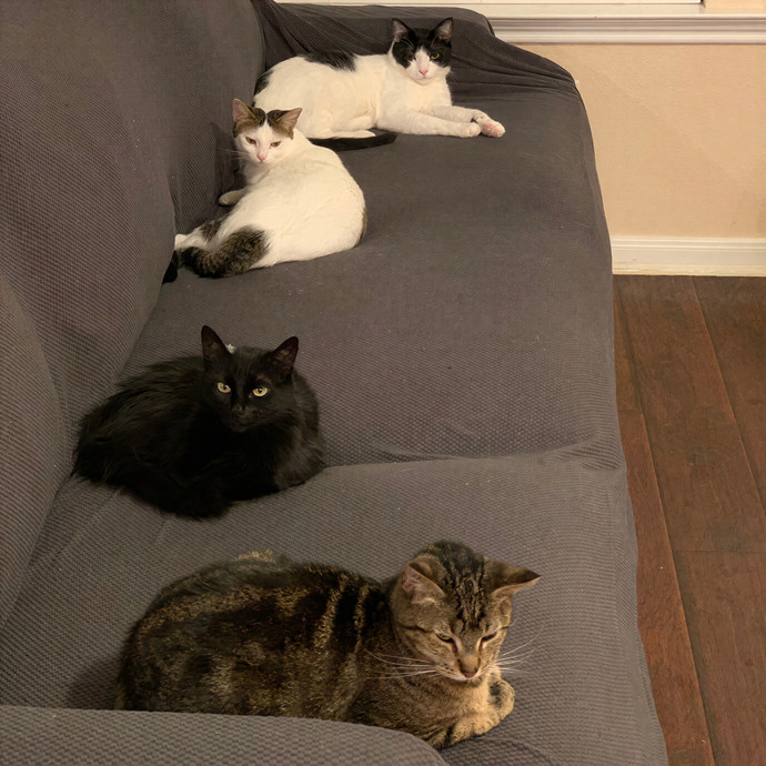 Quindi's Purrfect Cat Service Houston