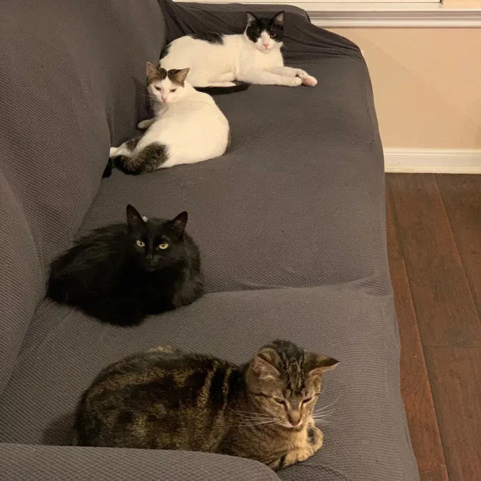 Quindi's Purrfect Cat Service Houston