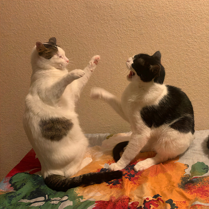 Quindi's Purrfect Cat Service Houston