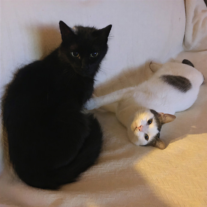 Quindi's Purrfect Cat Service Houston