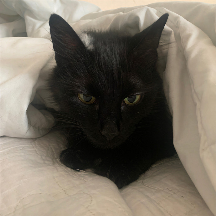 Quindi's Purrfect Cat Service Houston