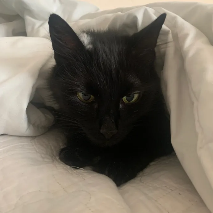 Quindi's Purrfect Cat Service Houston