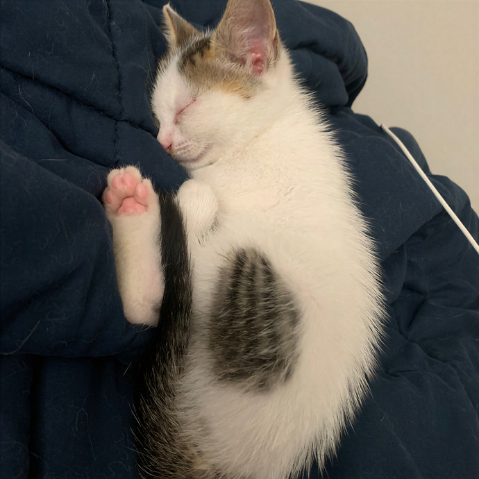 Quindi's Purrfect Cat Service Houston