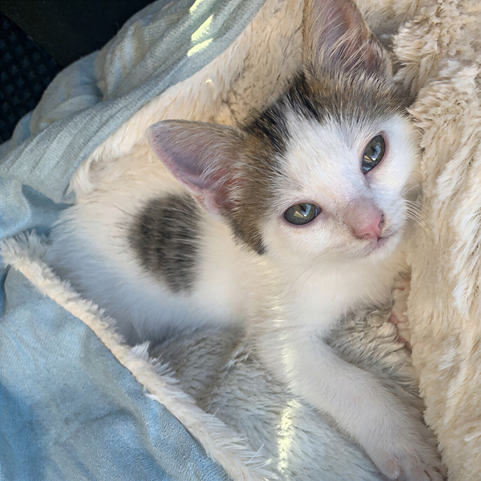 Quindi's Purrfect Cat Service Houston