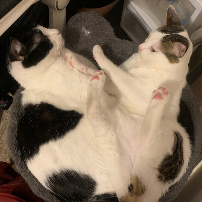 Quindi's Purrfect Cat Service Houston