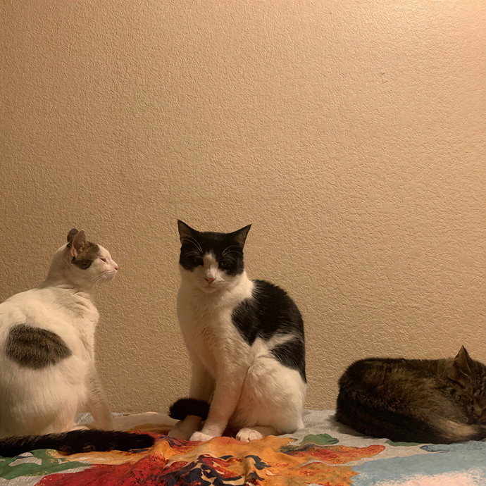 Quindi's Purrfect Cat Service Houston