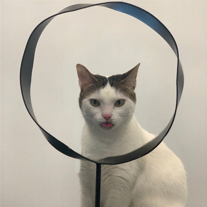 Quindi's Purrfect Cat Service Houston