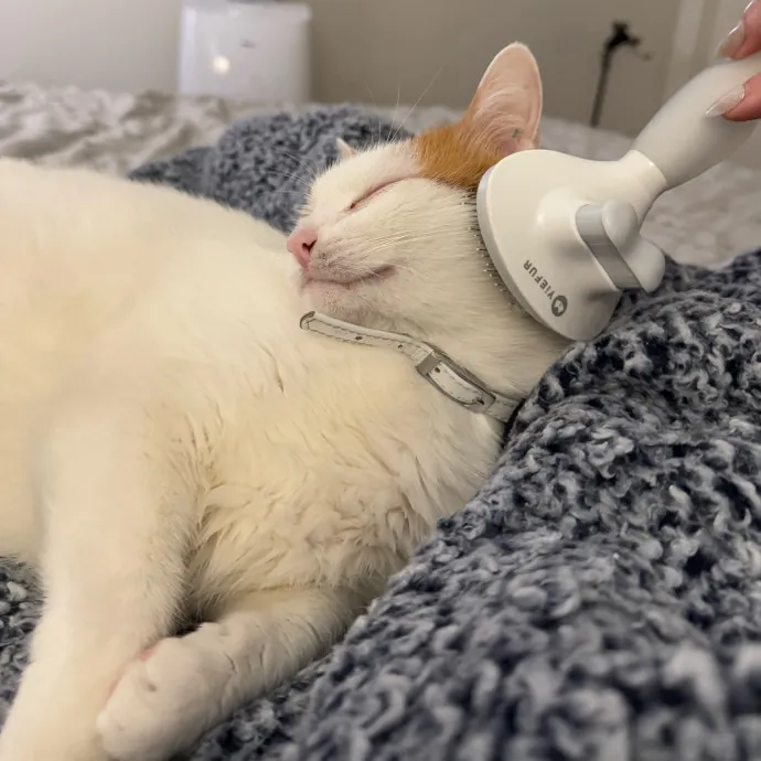 Your Cat's New Bestie 