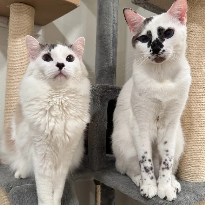 Your Cat's New Bestie 