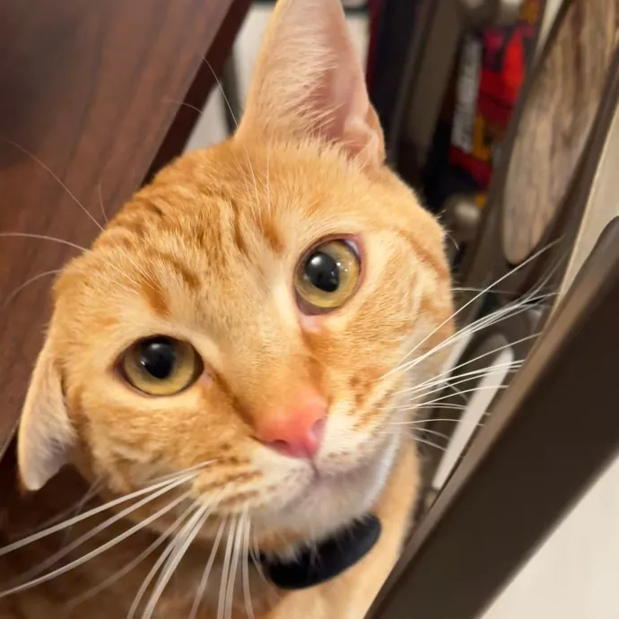 Your Cat's New Bestie 