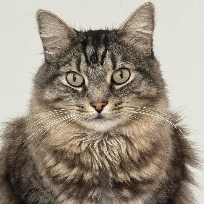 Your Cat's New Bestie 