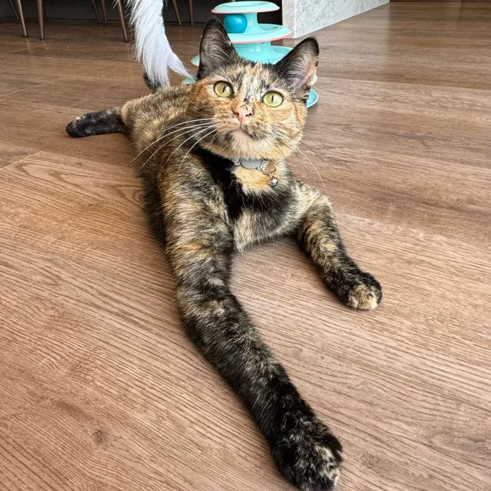Your Cat's New Bestie 