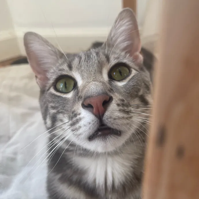 Your Cat's New Bestie 