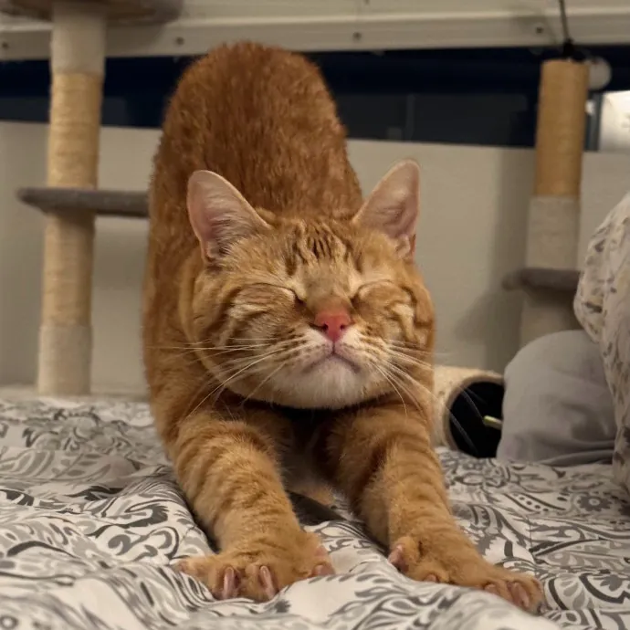 Your Cat's New Bestie 