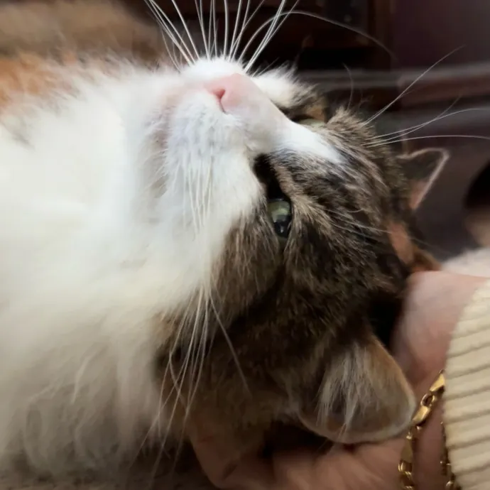 Your Cat's New Bestie 