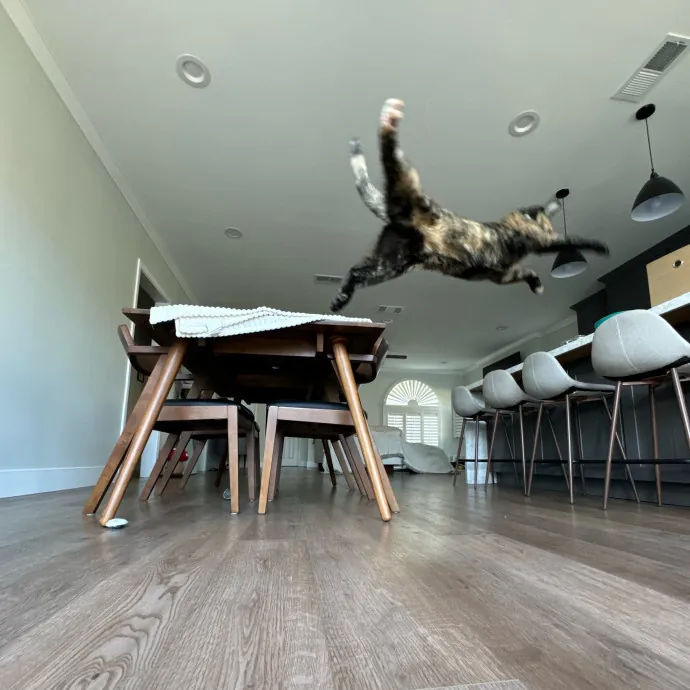 Your Cat's New Bestie 