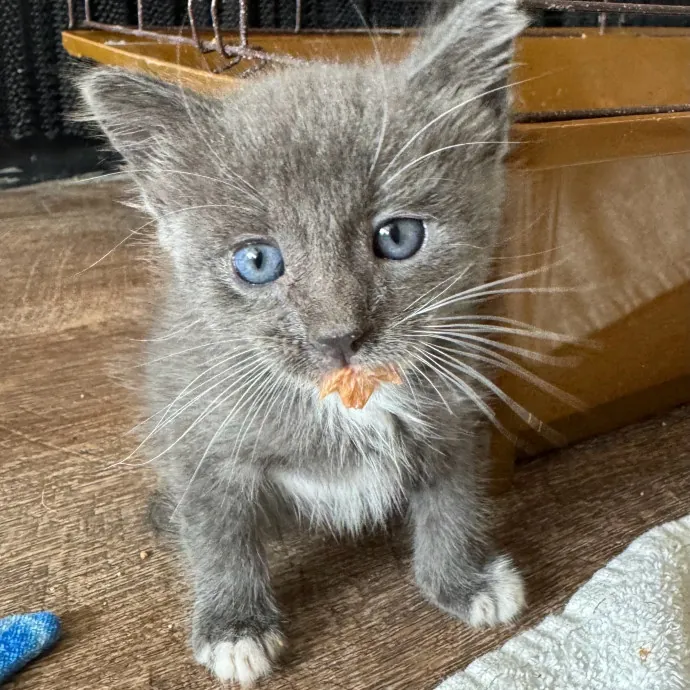 Your Cat's New Bestie 