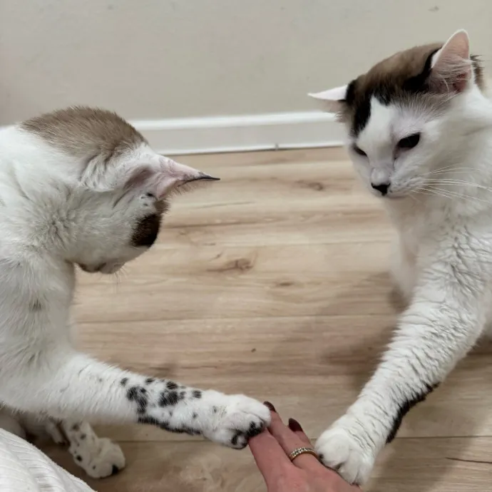 Your Cat's New Bestie 