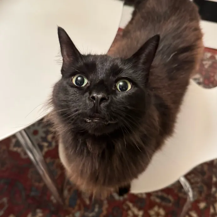 Your Cat's New Bestie 