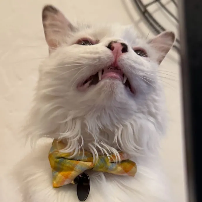 Your Cat's New Bestie 