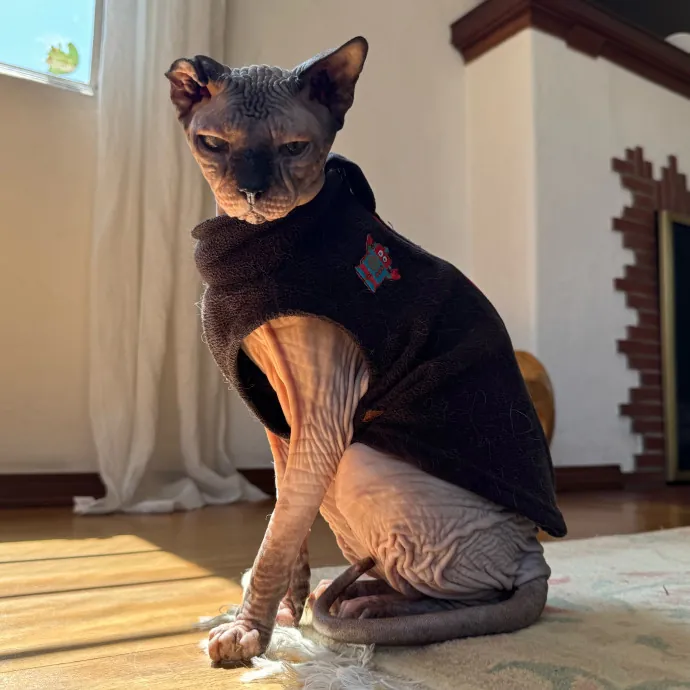 Your Cat's New Bestie 