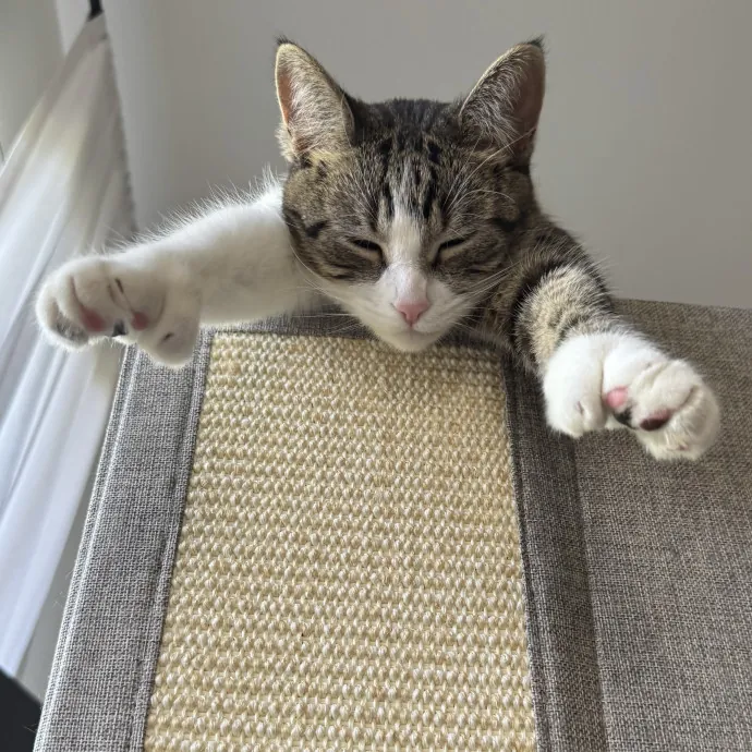 Your Cat's New Bestie 