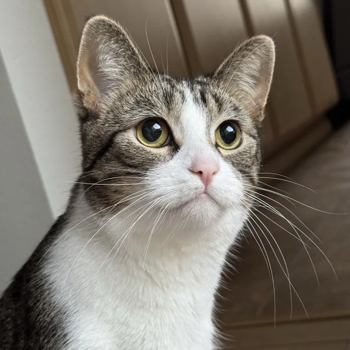 Your Cat's New Bestie 