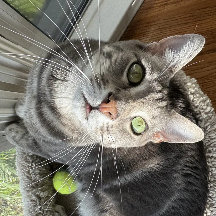 Your Cat's New Bestie 