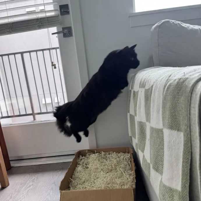 Your Cat's New Bestie 