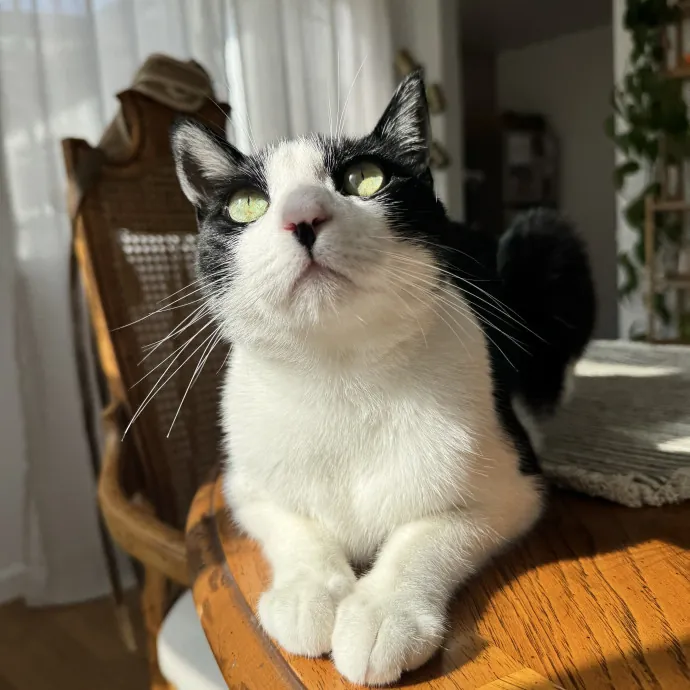 Your Cat's New Bestie 