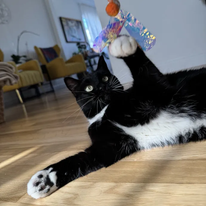 Your Cat's New Bestie 