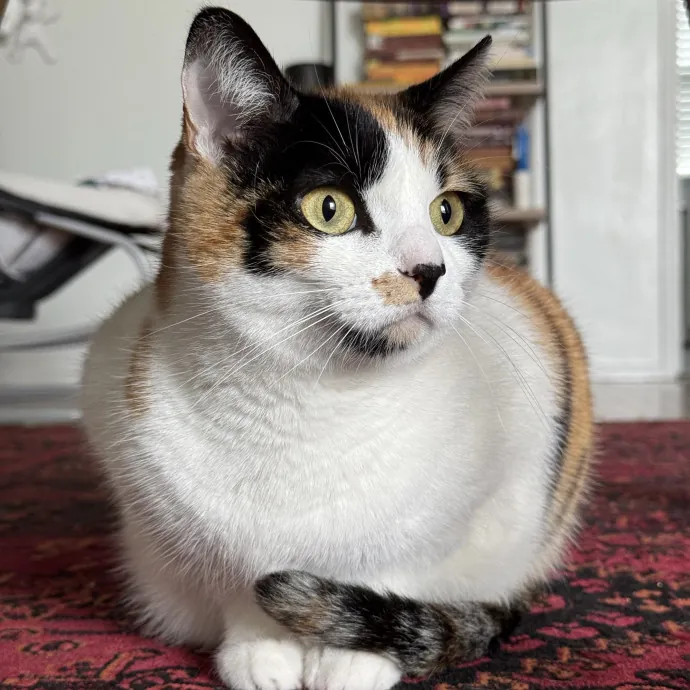 Your Cat's New Bestie 
