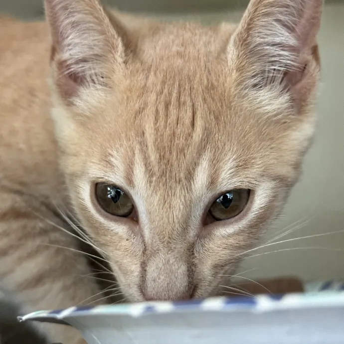 Your Cat's New Bestie 