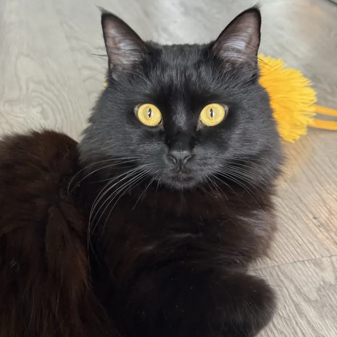 Your Cat's New Bestie 