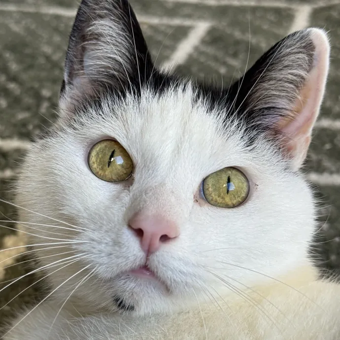 Your Cat's New Bestie 