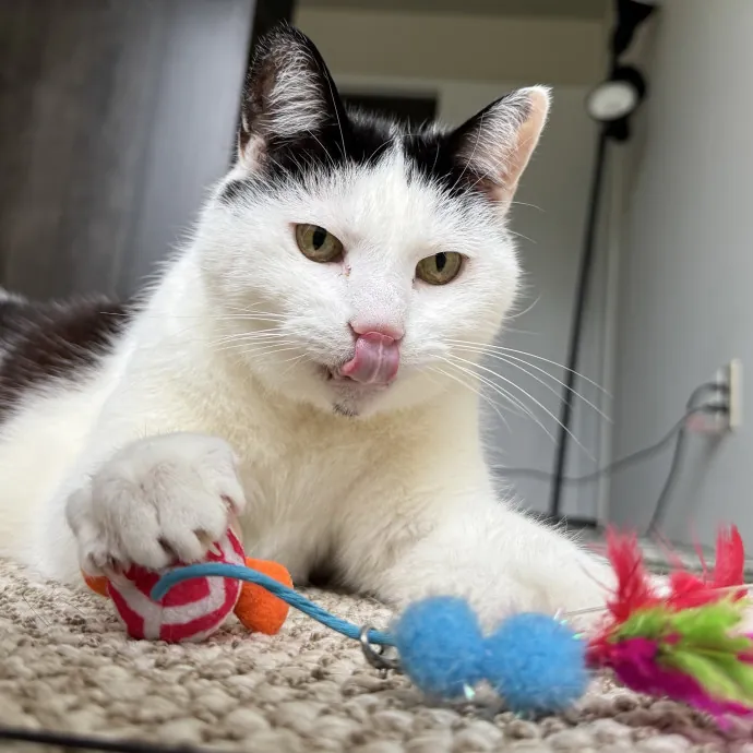 Your Cat's New Bestie 
