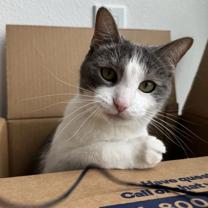 Your Cat's New Bestie 
