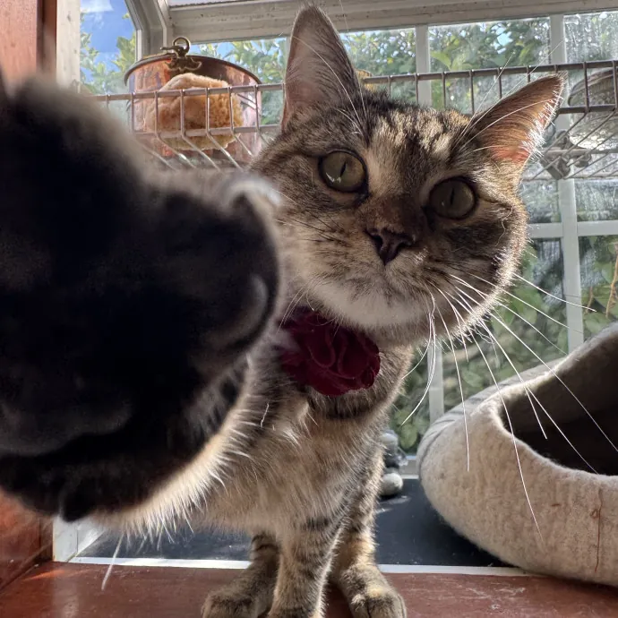 Your Cat's New Bestie 