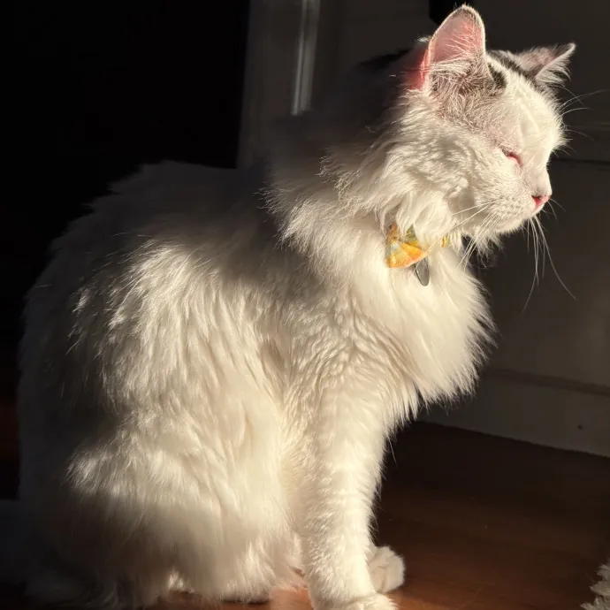 Your Cat's New Bestie 