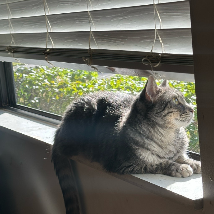 The Purrfect Pair