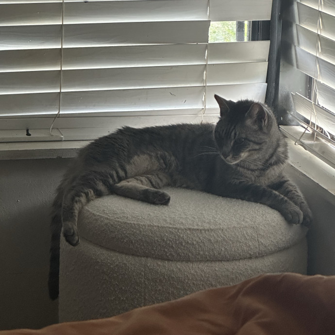 The Purrfect Pair photo 3